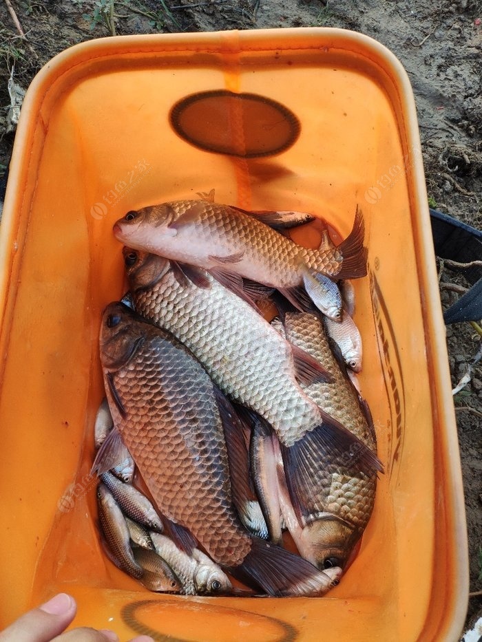 漳河水库垂钓野生大板鲫