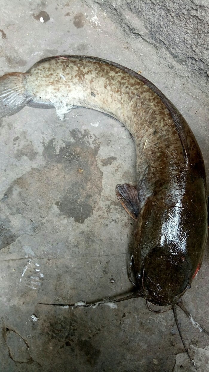 头一次中大江秋 自制饵料钓鲤鱼