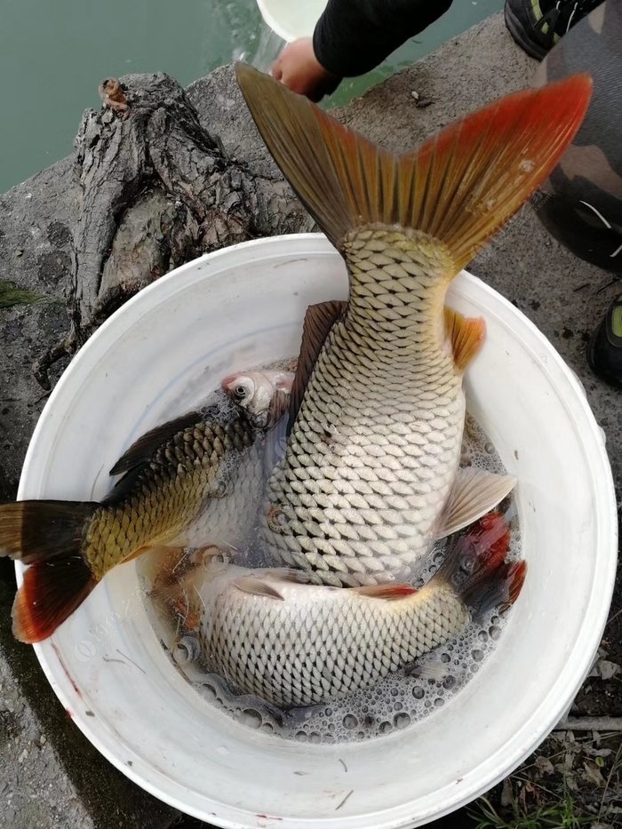 野河鲤鱼爆护～～