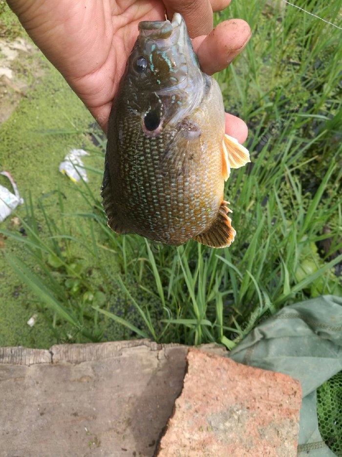 偶然获得一条太阳鱼 蚯蚓饵料钓鲤鱼