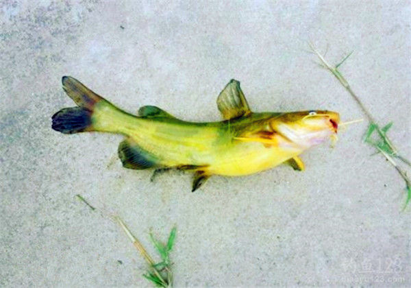 釣黃顙魚