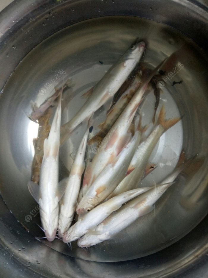 澜沧江里的鱼种多了 蚯蚓饵料钓鲶鱼