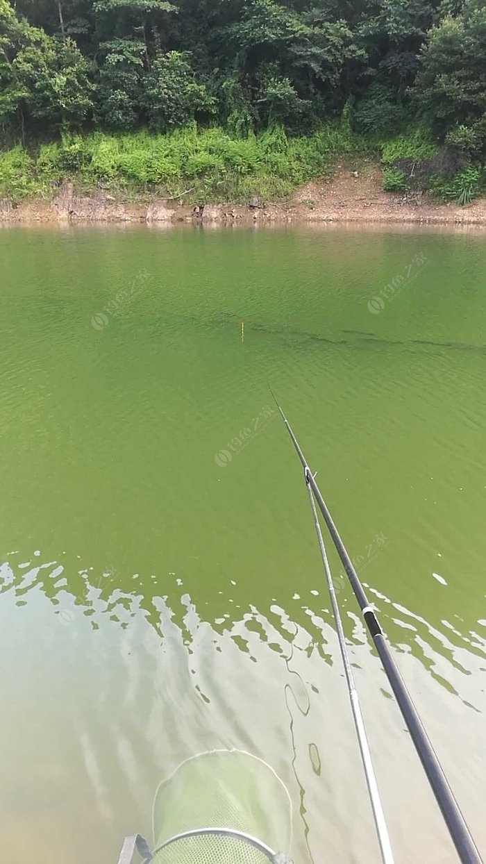 次老家水库垂钓,鱼群排队吃饵 - 钓鱼之家