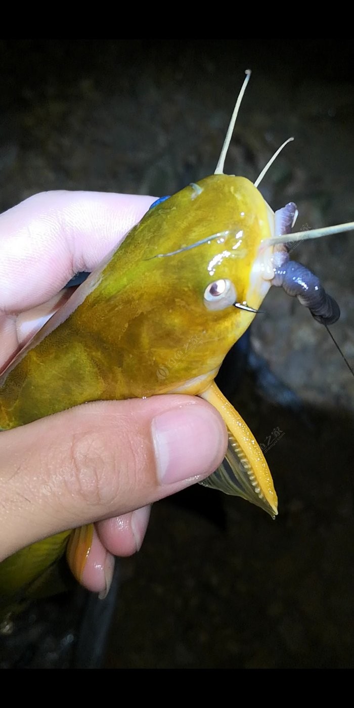 饵料钓获鲫鲤小黄蜂不满现状改用神饵黄蜂鱼连竿上