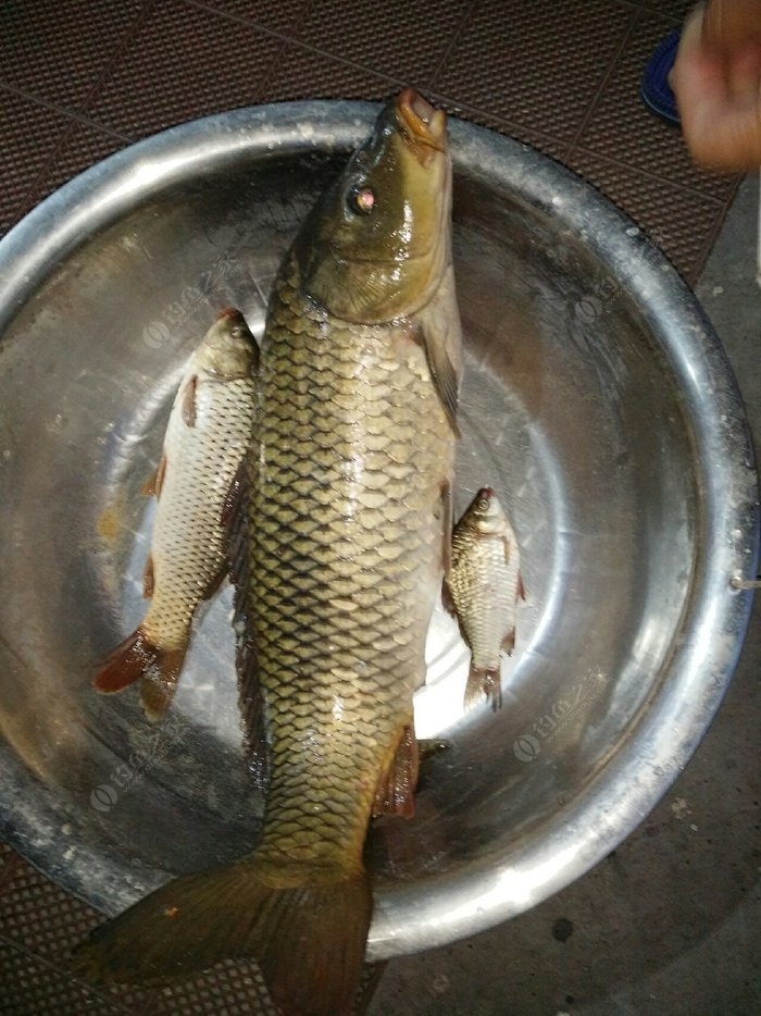 漳泽水库夜战大鲤 自制饵料钓鲤鱼