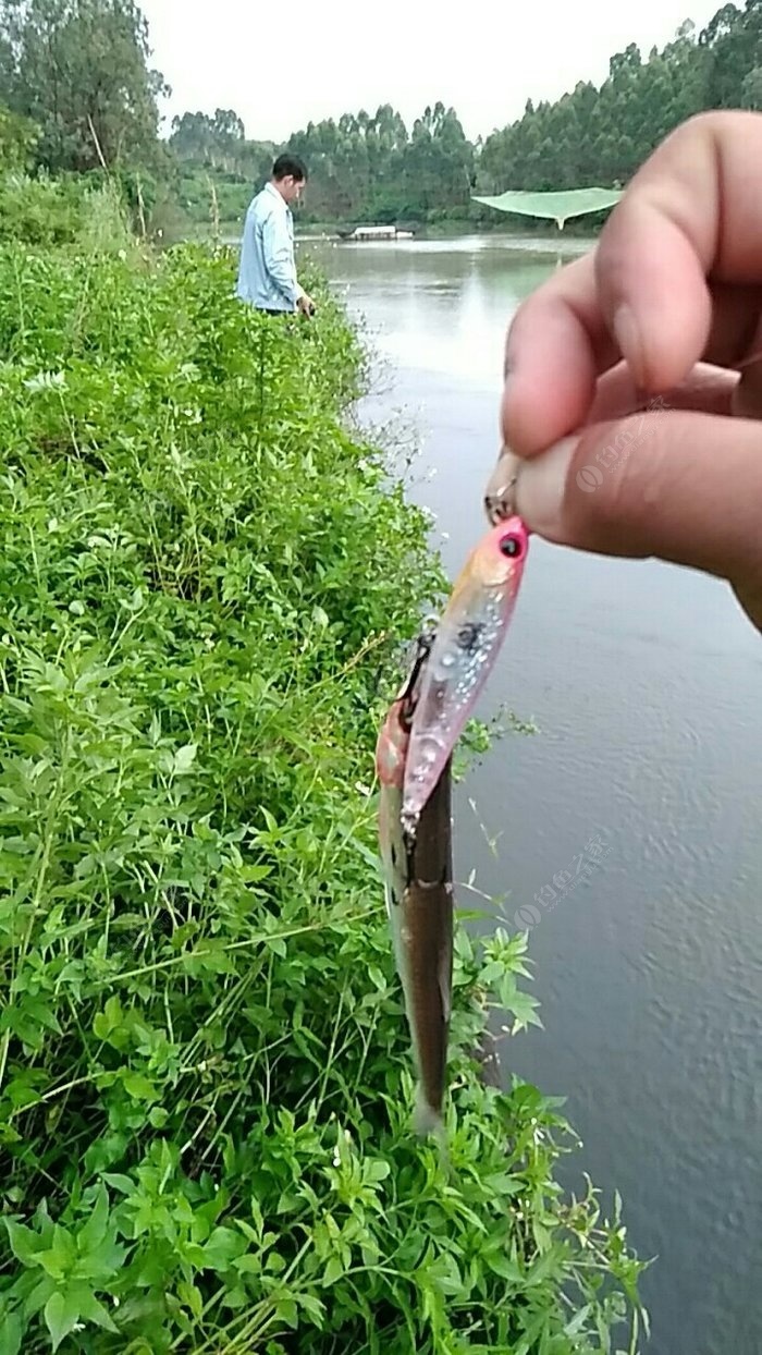 廉江鹤地水库水面系铅笔玩白条 - 钓鱼之家