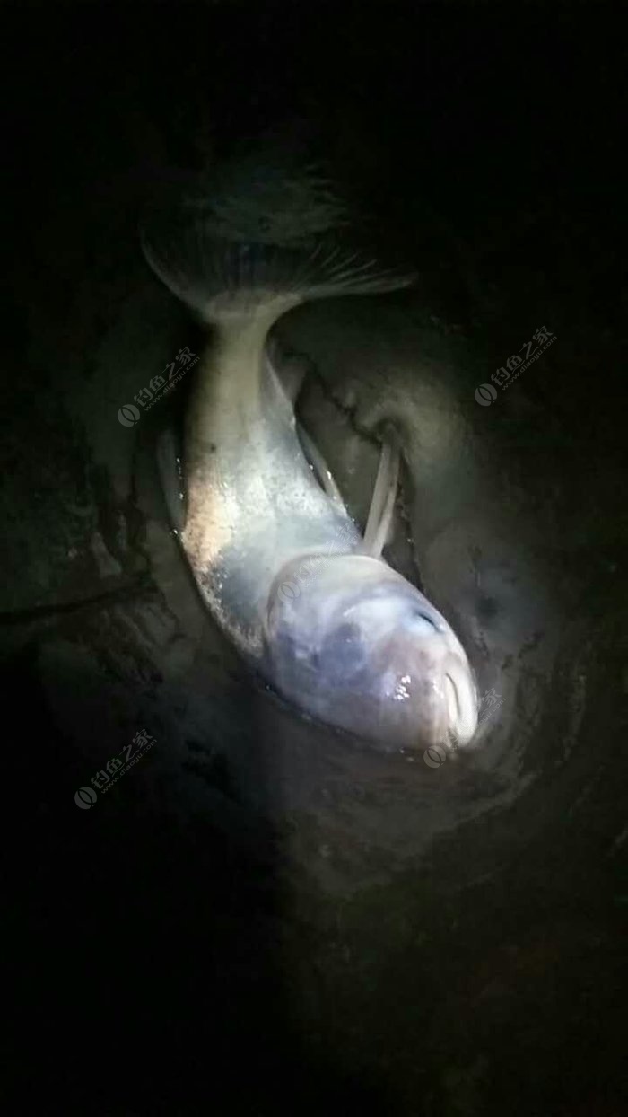 老武渔村夜钓 自制饵料钓鲢鳙鱼