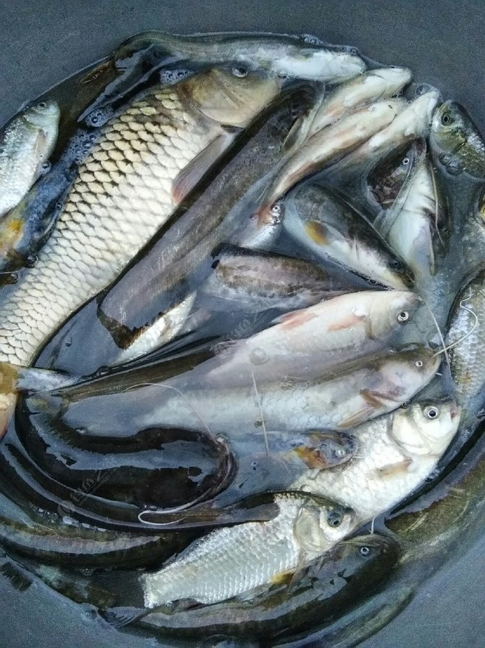 辽河一天的收获 蚯蚓饵料钓鲶鱼