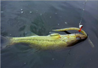 使用海竿抛竿钓鱼的实战技巧（四）