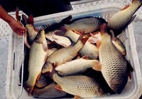确保坑塘秋季钓鱼上鱼的一些技巧