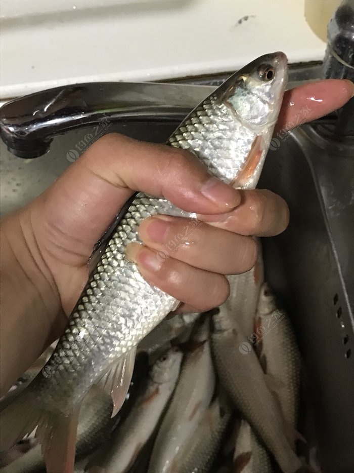 靳江河道林段釣紅眼40餘尾 龍王恨餌料釣鯪魚