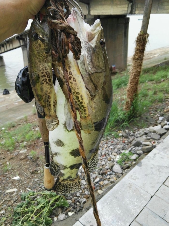 飞根钓鱼拟饵图片