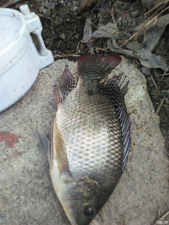 中了尾非洲鯽魚哈,接著.本來想釣釣鯽魚.上了這玩意.太扎手了.