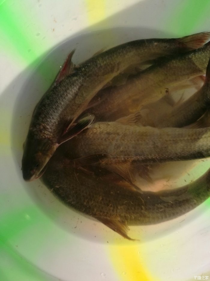 长江水米子鱼图片