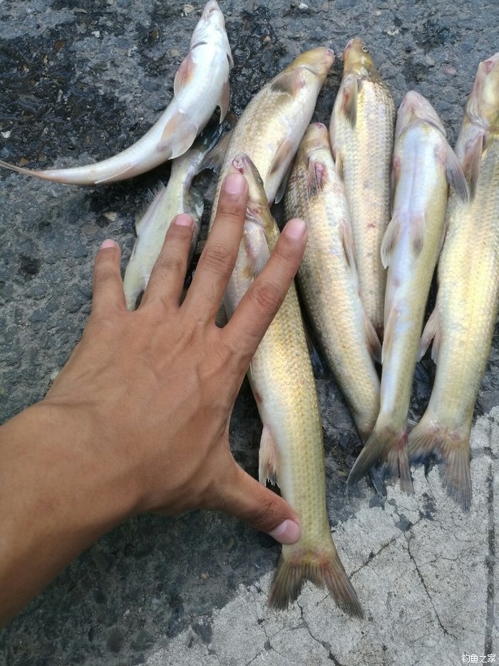 长江水米子鱼图片