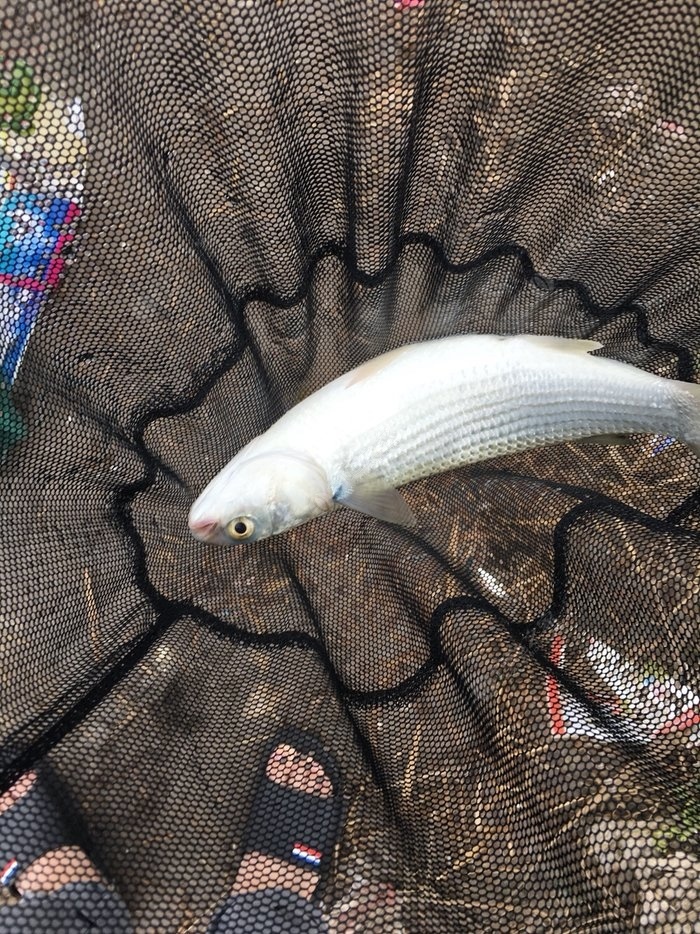 初钓鲻鱼的体重 自制饵料钓鲫鱼