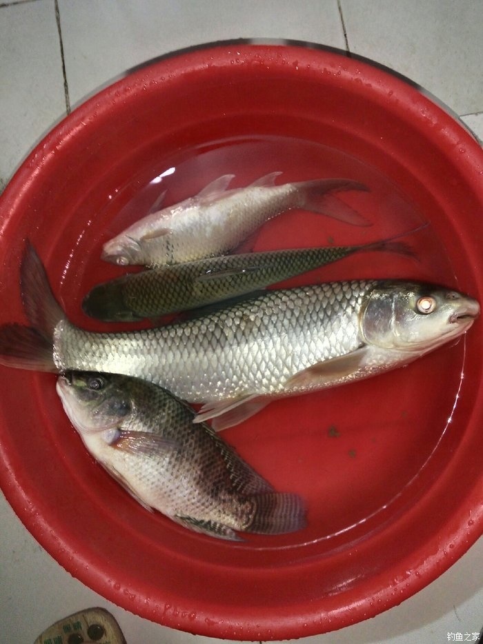 今晚一般般 龍王恨餌料釣羅非魚