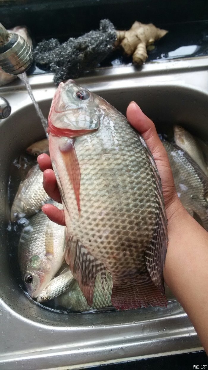 今天是個好天氣 老鬼餌料釣羅非魚