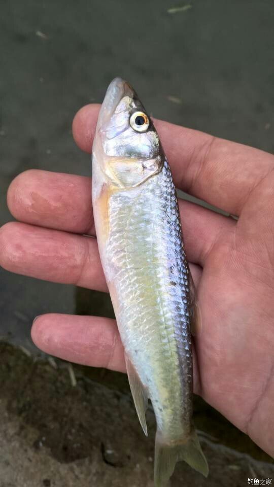 溪流路马口鱼