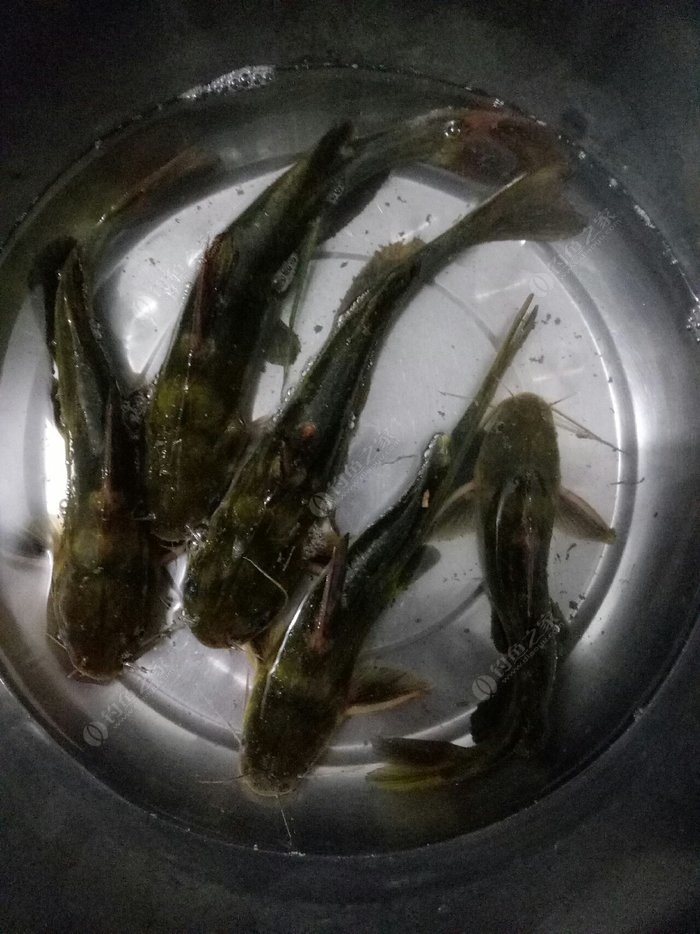 夜釣昂刺魚