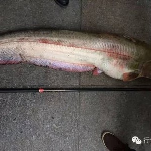 行營(yíng)魚貓釣具