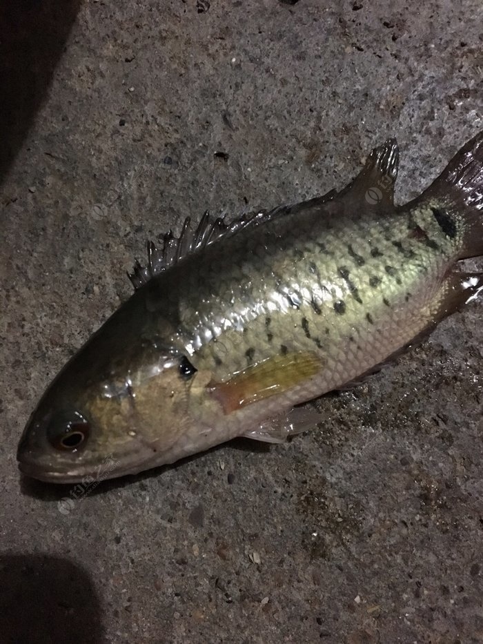 小野河釣到的,這個魚很硬,像羅飛,釣到過最大的三指.這個魚不容易死