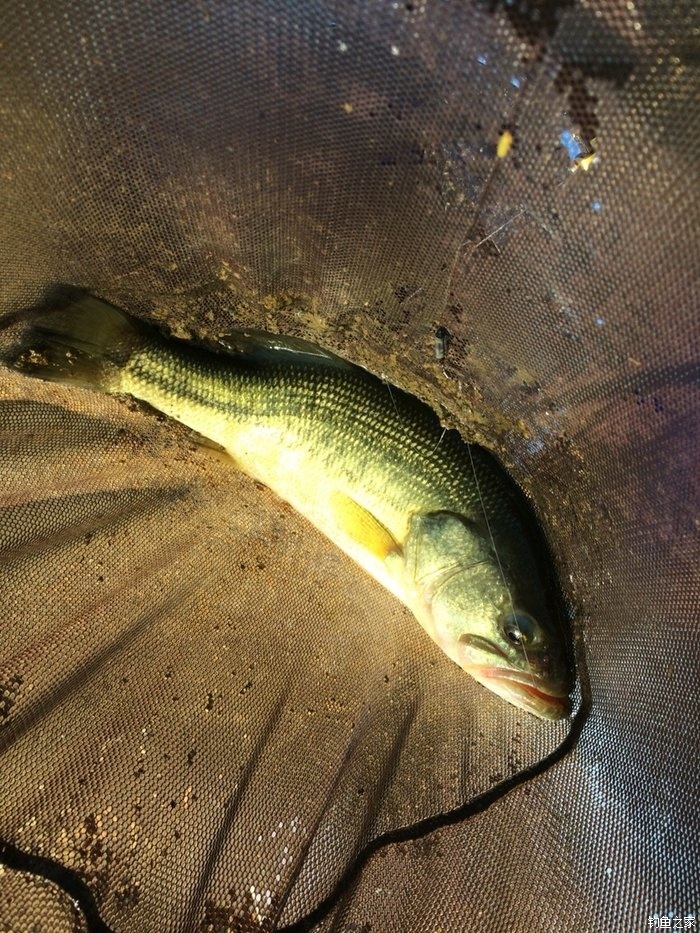 昨天白天晚上釣了二場太累了自制餌料釣鱸魚