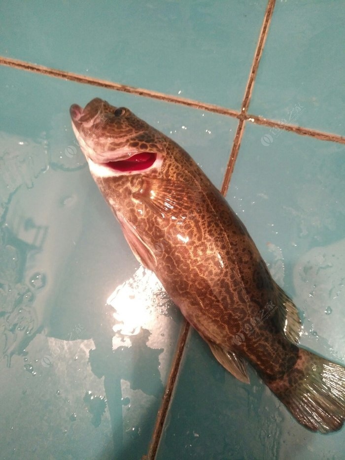 四川沱江鱼种图片