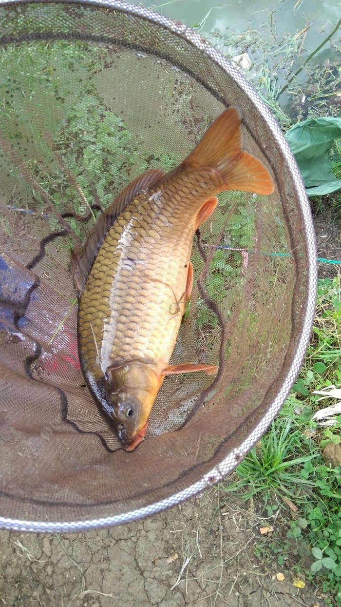 極品龍鯉,久違了小鯉魚! 釣魚之家餌料釣鯉魚