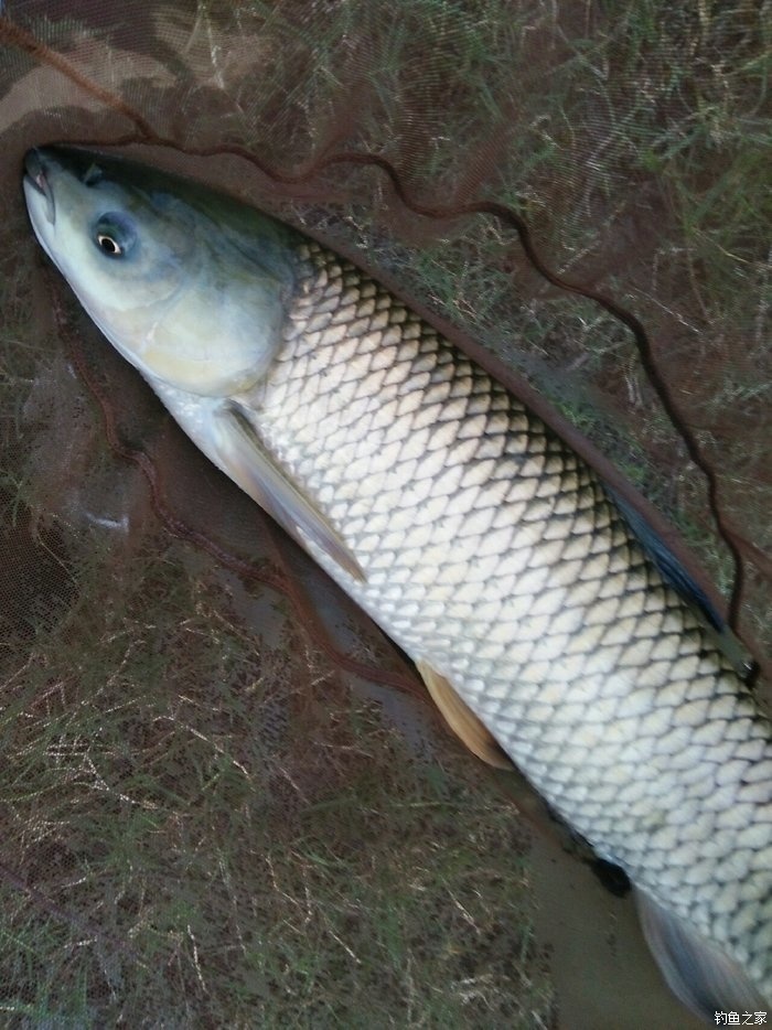 殺,草魚,青魚的確過癮 天元餌料釣青魚