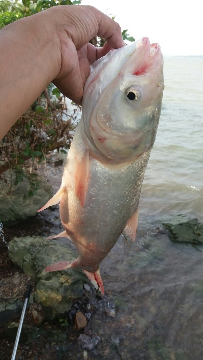 國慶海杆出西江行人多過魚