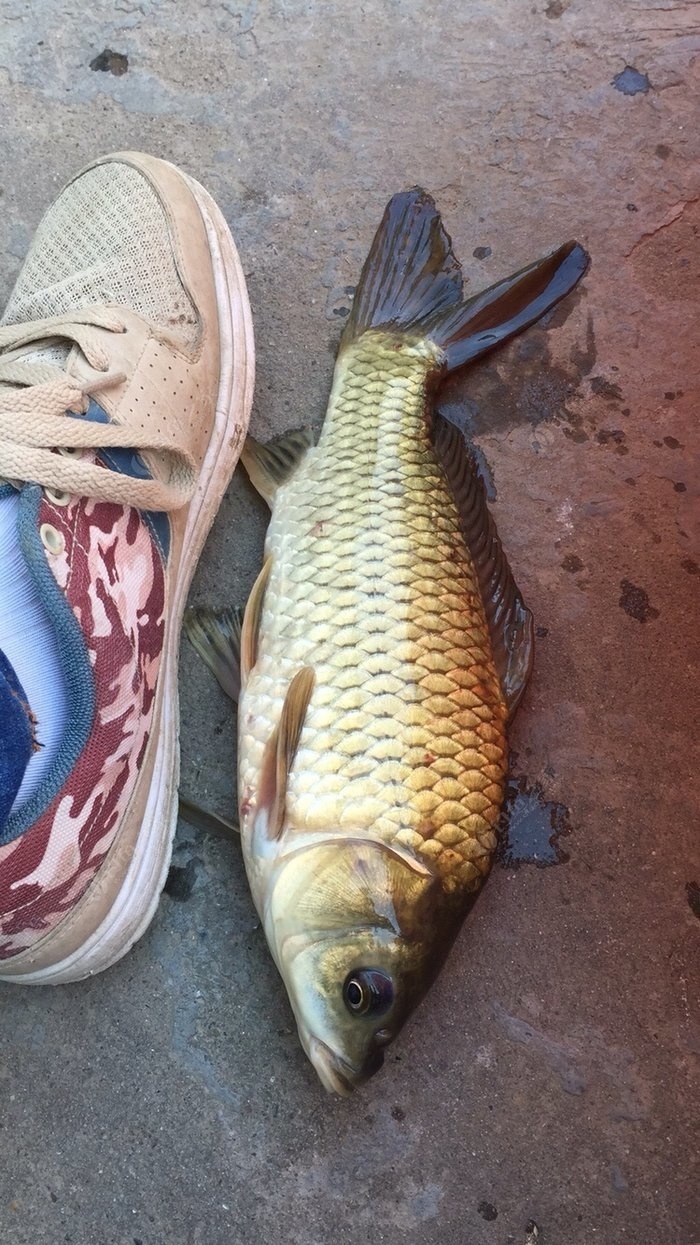 釣魚人在北方 釣魚之家餌料釣鰱鱅魚