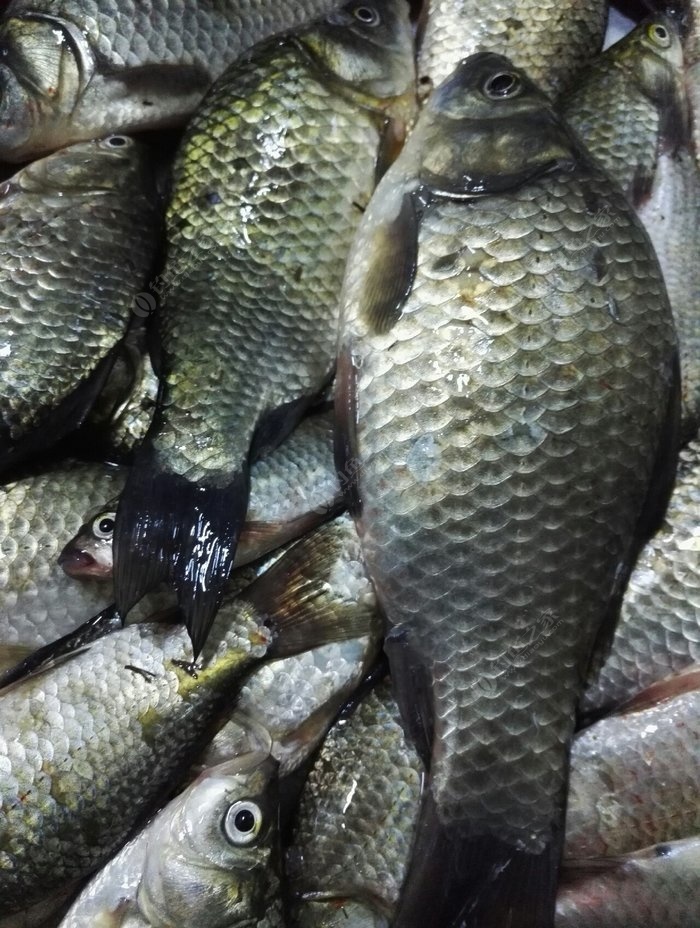 廟嶺三灣水庫野釣鯽魚