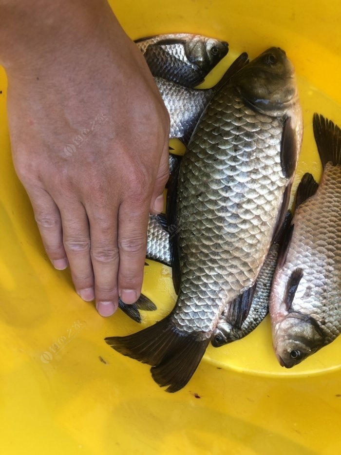 野釣兩小時 收穫大板鯽一枚