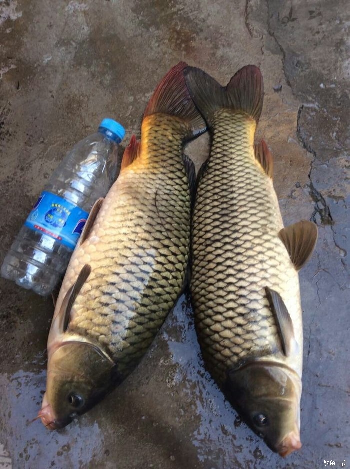 釣竿品牌: 木之目 下午兩點到五點鯉魚兩條,都是四斤多,忙著釣魚忘拍