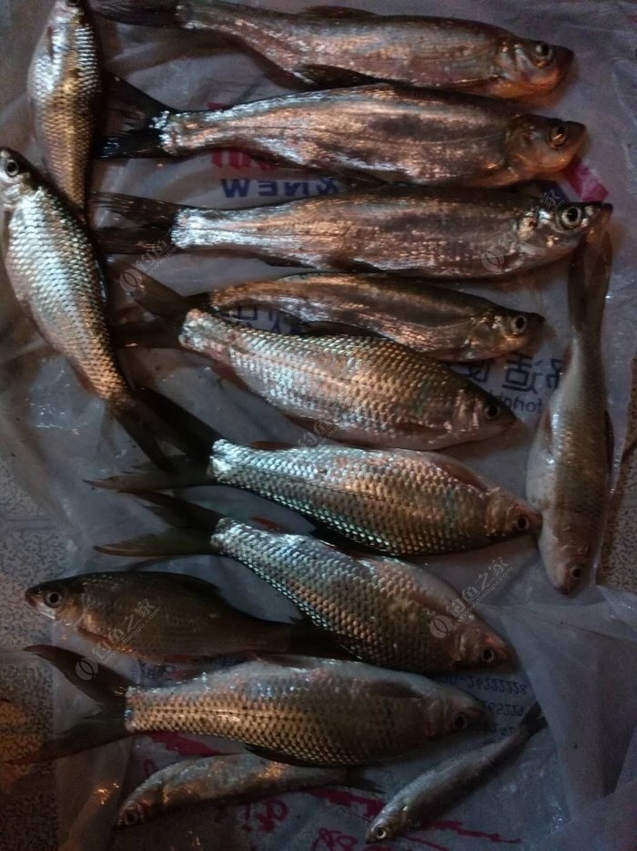 天鹿湖夜釣翹嘴 自制餌料釣鯪魚