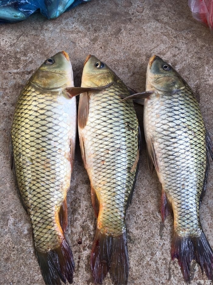 新竿終於開張了… 老鬼餌料釣羅非魚