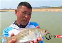 《野釣江湖》第22期 大廣壩水庫釣獲特有魚種