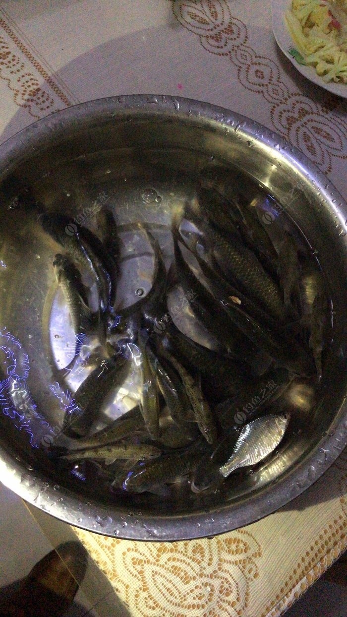 夜釣回來,魚獲滿滿,今晚鯽魚個頭稍微大點