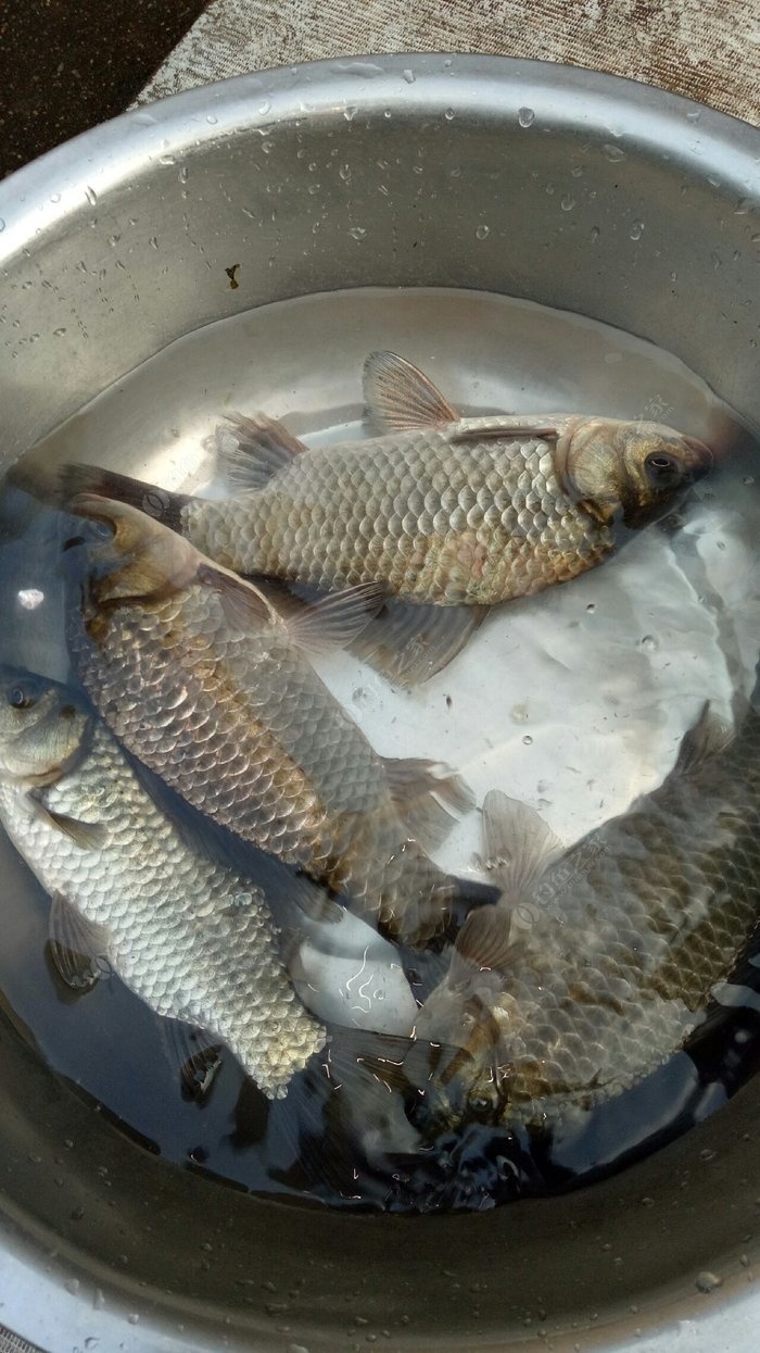 钓  场: 野河 饵  料: 蚯蚓 鱼  种: 鲫鱼 难得星期天去钓鱼,上班满