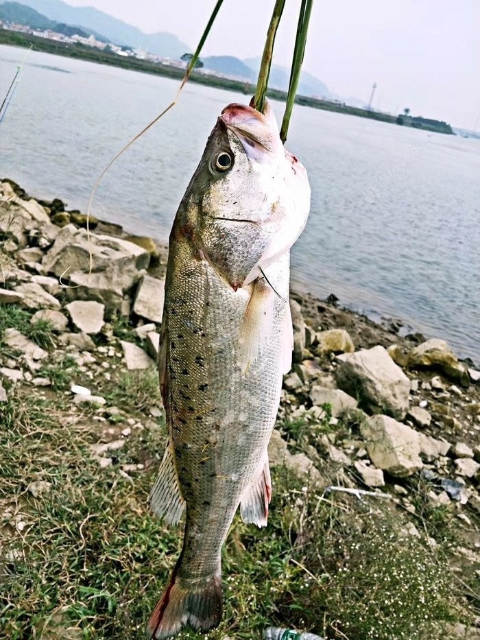 泥鳅上大海鲈