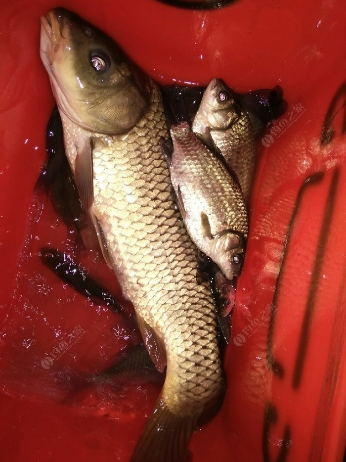 夜钓夜钓夜钓夜钓 钓鱼之家饵料钓草鱼