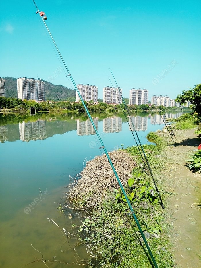 流溪河钓白鲢 