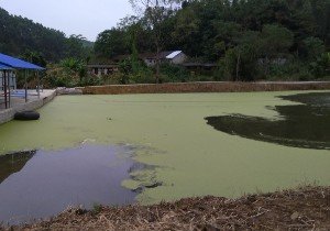 柳州市桐林水产养殖场第一钓场