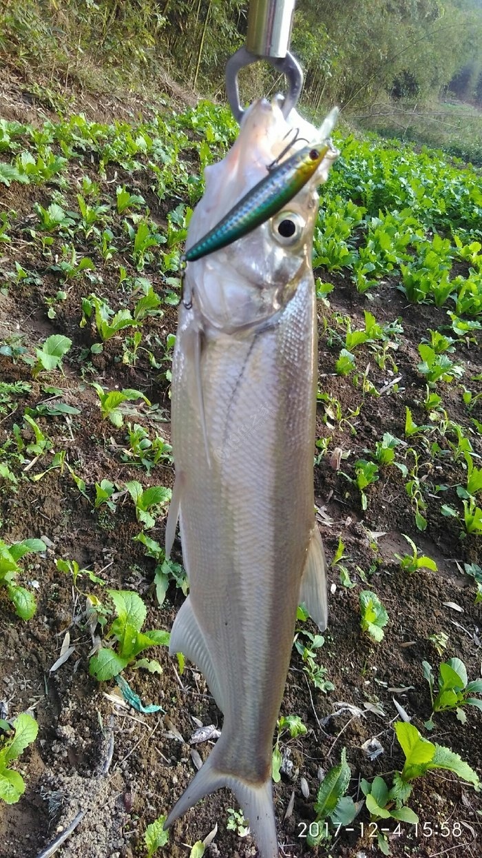 好運繼續—— 米諾餌料釣翹嘴魚