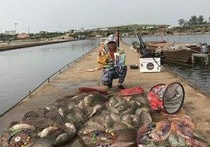 美人魚釣具國際連鎖店