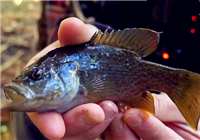 《釣友原創(chuàng)視頻》 野外作釣 火腿腸做餌中魚快