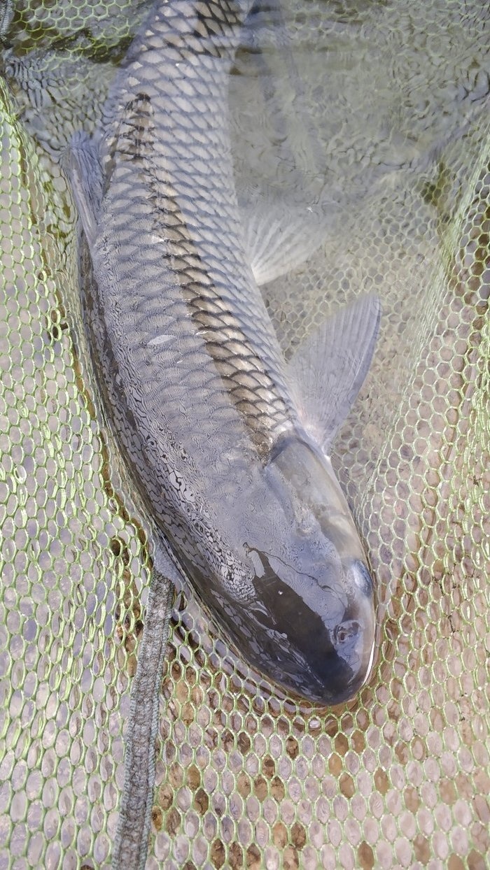 小勾細線釣大魚 釣魚之家餌料釣草魚