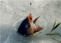 解析冬季大水面冰钓鲤鱼选时选位技巧