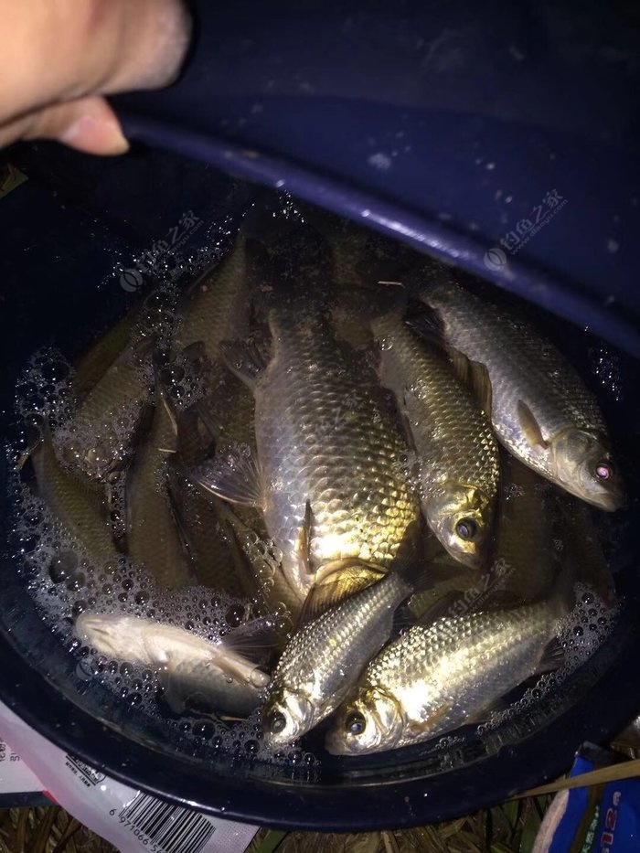 这是我唯一一次夜钓觉得鱼获最多的一次!